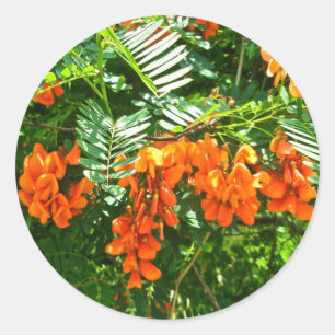 Sticker OBX Scarlet Wisteria (Sesbania punicea)