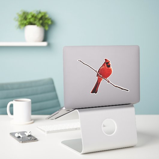 Sticker Oiseau cardinal rouge assis sur l'autocollant de b (Ordinateur portable sur le bureau)