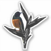 Sticker Oiseau Shama Rumpé Blanc (Devant)