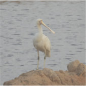Sticker Oiseau spatule (Devant)