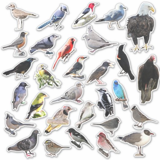 Sticker Oiseaux Galore (Devant)
