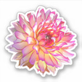 Sticker Ombre pâle Orange Rose Giant Dahlia Fleur (Devant)