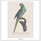 Sticker Orange-Fronted Parakeet, Eupsittula Canicularis (Feuille)