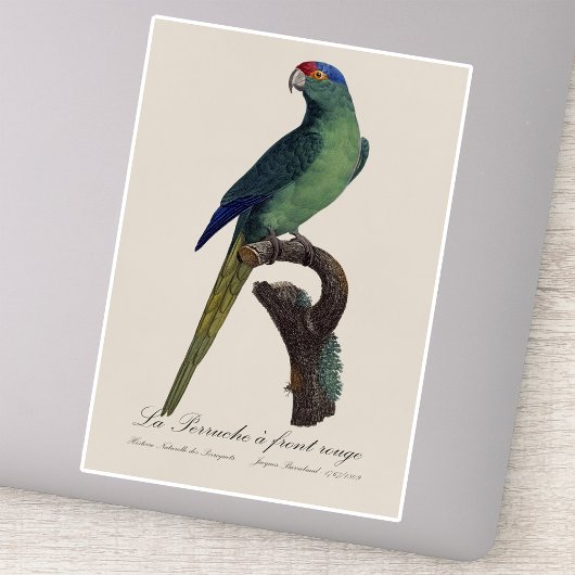 Sticker Orange-Fronted Parakeet, Eupsittula Canicularis