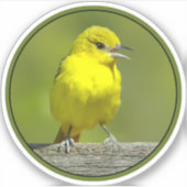 Sticker Orchard Oriole - Photo originale (Devant)