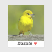 Sticker Orchard Oriole - Photo originale (Feuille)