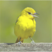 Sticker Orchard Oriole - Photo originale (Devant)