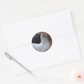 Sticker - Orpington hen (Envelop)