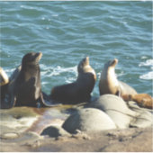 Sticker Otaries de San Diego (Devant)