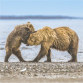 Sticker Ours brun côtier (Devant)