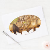 Sticker Ovale 2~ deux Bull Elk dans la neige (Enveloppe)