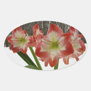 Sticker Ovale Amaryllis dans la neige Fleurs rouges de vacances