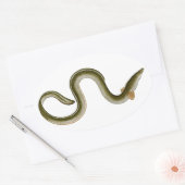 Sticker Ovale Anguilla anguilla (Enveloppe)