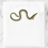 Sticker Ovale Anguilla anguilla (Sac)