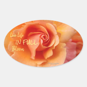 Sticker Ovale Apricot Peach Rose Flower Close Up