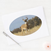 Sticker Ovale Automne Whitetail Buck (Enveloppe)