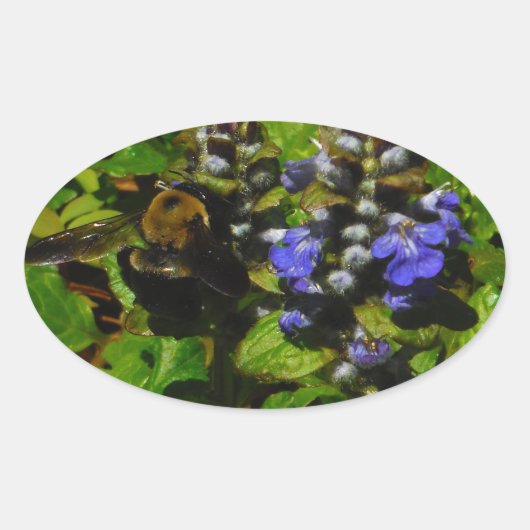 Sticker Ovale Baume d'abeille pourpre et bourdon (Devant)