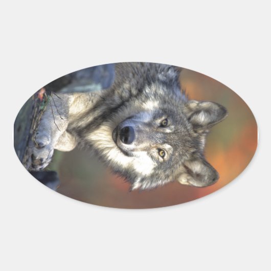 Sticker Ovale Beau loup (Devant)