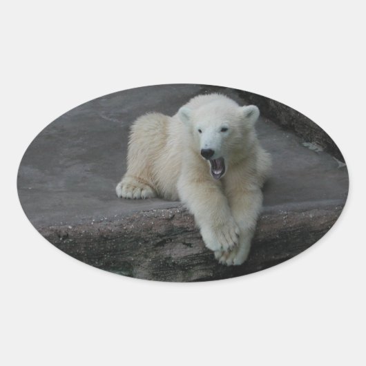 Sticker Ovale Bébé d'ours polaire (Devant)