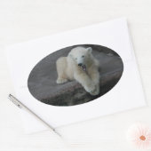 Sticker Ovale Bébé d'ours polaire (Enveloppe)