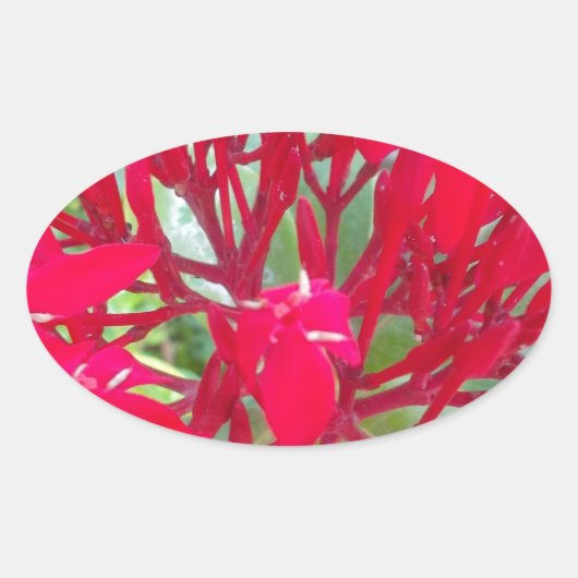 Sticker Ovale Belle fleur de sang Milkweed Art Imprimer/Graphiqu (Devant)