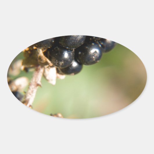 Sticker Ovale Berries d'automne (Devant)