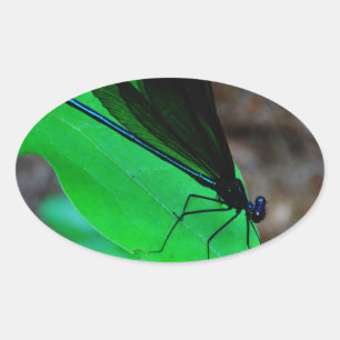 Sticker Ovale Blue Damselfly on a green leaf.