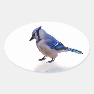 Sticker Ovale Blue Jay
