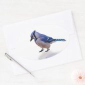 Sticker Ovale Blue Jay (Enveloppe)