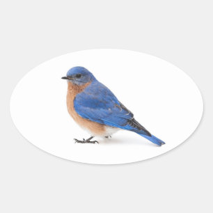 Sticker Ovale Bluebird