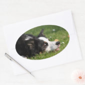 Sticker Ovale border collie (Enveloppe)