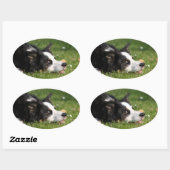 Sticker Ovale border collie (Feuille)