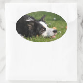 Sticker Ovale border collie (Sac)