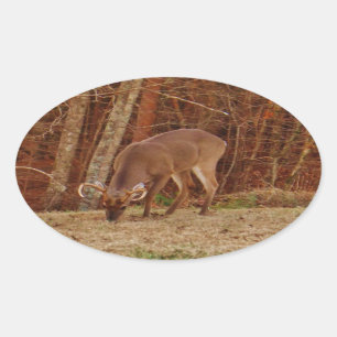 Sticker Ovale Camouflage en chêne rouge Stag Buck Deer Nourritur