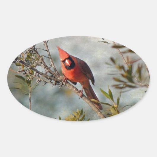 Sticker Ovale Cardinal de Wax Myrtle (Devant)