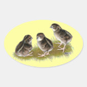 Sticker Ovale Chicks de Coturnix (Devant)