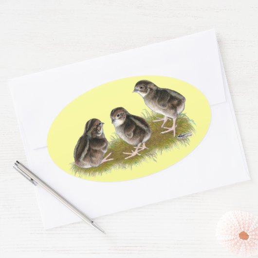 Sticker Ovale Chicks de Coturnix (Enveloppe)