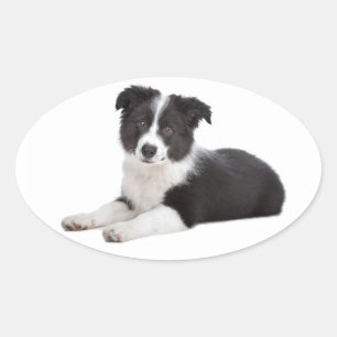 Sticker Ovale Chien de berger border collie noir et blanc