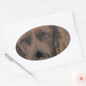 Sticker Ovale Chiens Springer anglais (Enveloppe)