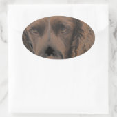 Sticker Ovale Chiens Springer anglais (Sac)
