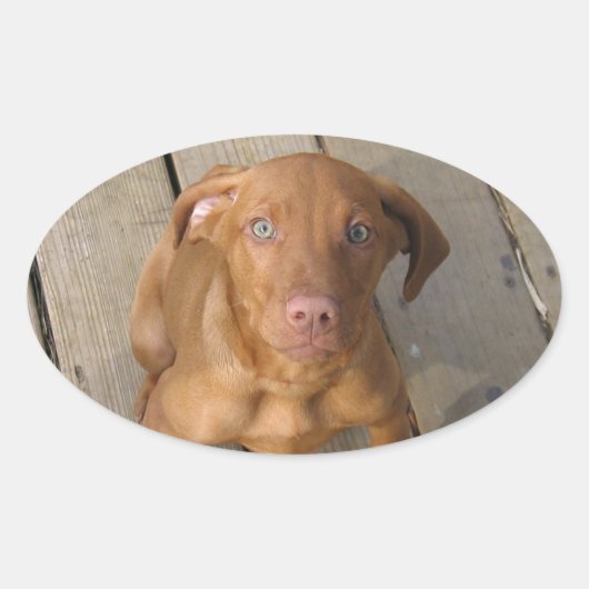 Sticker Ovale chiot de vizsla (Devant)