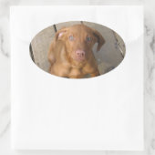 Sticker Ovale chiot de vizsla (Sac)