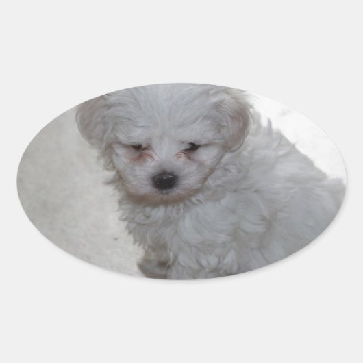 Sticker Ovale Chiot Maltais (9 Mois) (Devant)