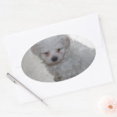 Sticker Ovale Chiot Maltais (9 Mois) (Enveloppe)