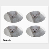 Sticker Ovale Chiot Maltais (9 Mois) (Feuille)