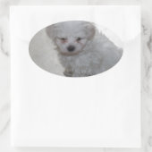 Sticker Ovale Chiot Maltais (9 Mois) (Sac)