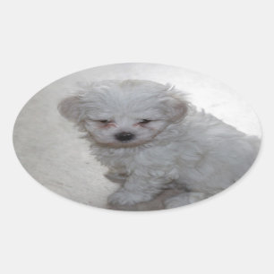 Sticker Ovale Chiot Maltais (9 Mois)