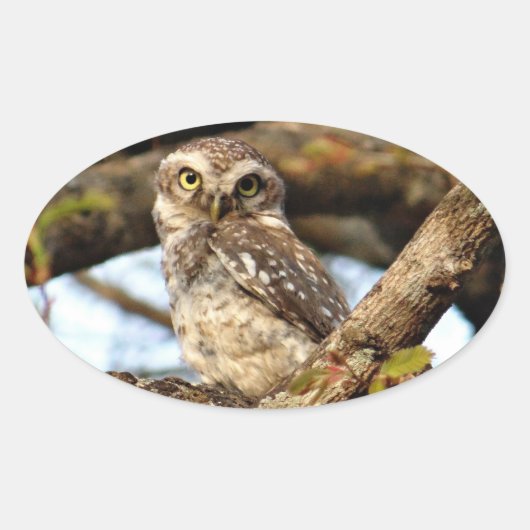 Sticker Ovale Chouette de nidification (Devant)