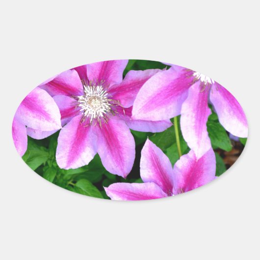 Sticker Ovale Clematis rose et Oregano sauvage (Devant)