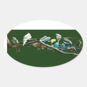 Sticker Ovale Cockatiels des perruches N